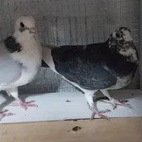 کفتر پلاکی|پرنده|تهران, مسعودیه|دیوار