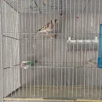 سهره جوجه قفس