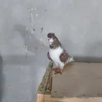 چند جفت|پرنده|گرگان, |دیوار