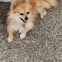 سگ پامر|سگ|دزفول, |دیوار