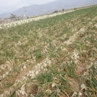 سرگروه کاریگری پیاز کنی تک 10چرخ ترلی خاور ودیگر|خدمات باغبانی و درختکاری|جیرفت, |دیوار