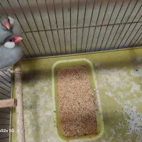 فنچ مصری(سیلور)