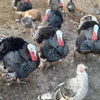 بوقلمون طبیعی|حیوانات مزرعه|مشگین شهر, |دیوار