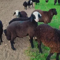 تعداد35راس برە نرشین بش داشتی وزن120کیلو|حیوانات مزرعه|نالوس, |دیوار