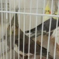 عروس هلندی بالغ نر و ماده|پرنده|اصفهان, ملک|دیوار