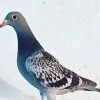 کفتر جان اردن