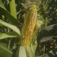 خریدار  ذرت علوفه سیلو شده