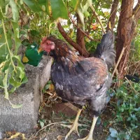 خروس محلی|حیوانات مزرعه|کرمان, |دیوار