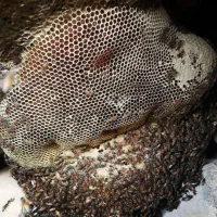 عسل وحشی جنگلی و کوهی ۱۰۰ درصد طبیعی و ژل رویال