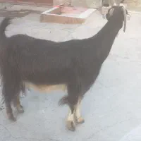 بز دوتا برای فروش|حیوانات مزرعه|برازجان, |دیوار