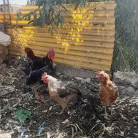 مرغ|پرنده|قم, آذر (نکویی)|دیوار
