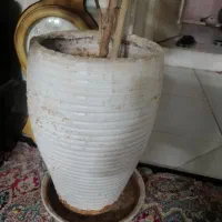 گل بنجامین|گل و گیاه طبیعی|مشهد, امیریه|دیوار