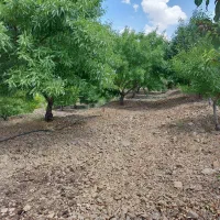 باغ-کشاورزی-فدک-دنگ-یک