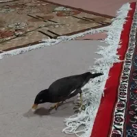 مرغ مینا سرحال