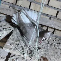 کوهی دمسفید کرم|پرنده|کرخه, |دیوار