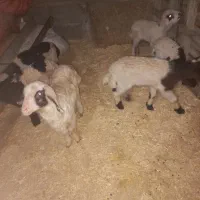 ۷راس میش وبره گیلانغرب|حیوانات مزرعه|گیلان غرب, |دیوار