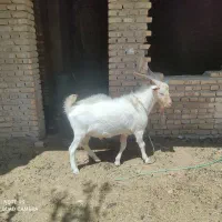 بز و کره و چپیش