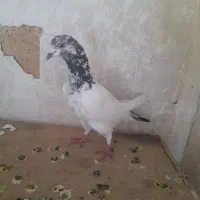 کفتر