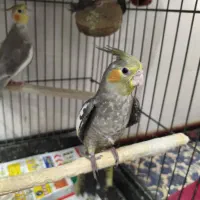 عروس هلندی|پرنده|قم, لسانی|دیوار