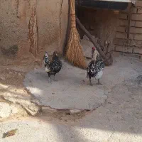 مرغ و خروس سیبرایت