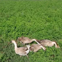 فروش کاه یونجه ویونجه
