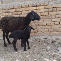 میش‌بره‌بز‌بزغاله