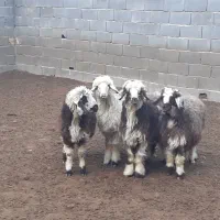 بره ریز،بز،میش،بزغاله