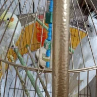 جفت عروس هلندی با قفس پایه دار