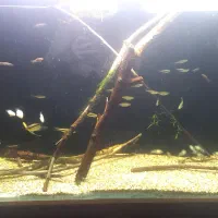 آکواریوم آنجل|ماهی|خوی, |دیوار