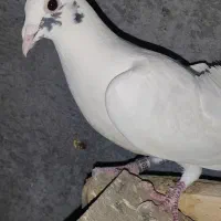 کفتر گم شده