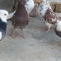 نروماده پرشی