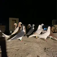 کبوتر|پرنده|اسفراین, |دیوار