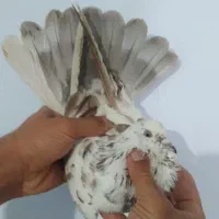 کفتر غریب گیری بلندی
