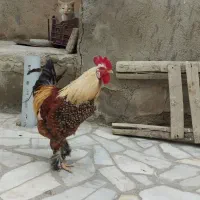 خروس برهما دهگلان|حیوانات مزرعه|دهگلان, |دیوار