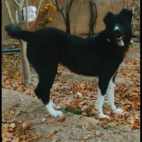 واگذاری سگ لاس گله ای نگهبان|سگ|ابریشم, |دیوار