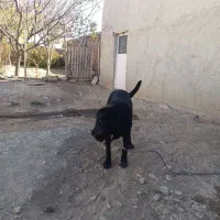 سگ ماده|سگ|سردرود, |دیوار