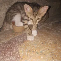 گربه|گربه|کارون, |دیوار