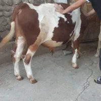 گوساله‌نر‌2تا