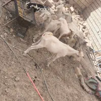 بز و کره درجه یک|حیوانات مزرعه|میبد, |دیوار