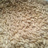 گندم|عمده‌فروشی|سردرود, |دیوار