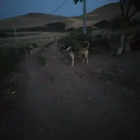 سگ عراقی ماده|سگ|بیله سوار, |دیوار