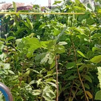 تعدادی نهال شاه توت انجیر انبه و زیتون خوراکی