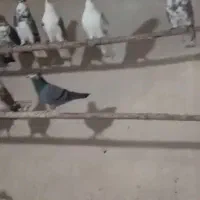 کبوتر|پرنده|کوهدشت, |دیوار