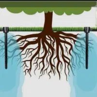 درخت کم آب ، نهال مناسب کم آبی ، نهالستان باغینو|گل و گیاه طبیعی|مشهد, نوید|دیوار