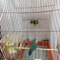 یه جفت طوطی برزیلی باقفس|پرنده|شیراز, شهرک کوشکک|دیوار