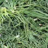 سبزی باغی شنگوقیمت ۱۲۰|خوردنی و آشامیدنی|مهاباد (اصفهان), |دیوار