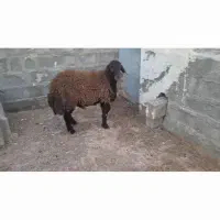 فروش دو عدد بره قوج همو