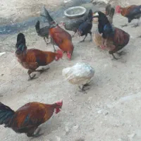 خروس عربی