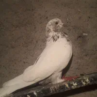 کفتر|پرنده|پارس‌آباد, |دیوار