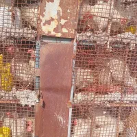 مرغ تخمگذار